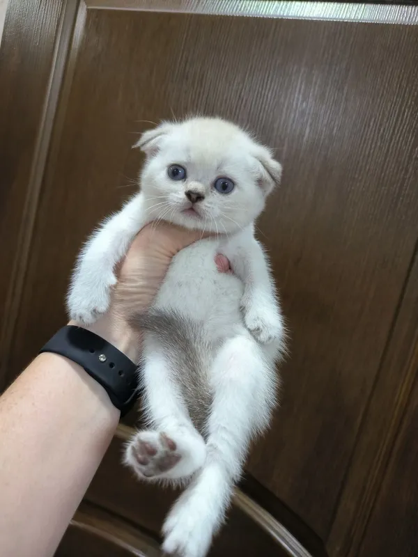Шикарные крупные котята от правильной вязки — фото 1