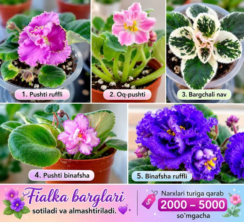 Fialka barglari sotiladi, almashtirish ham mumkin. 2 Fialka barglari sotiladi, almashtirish ham mumkin. 2