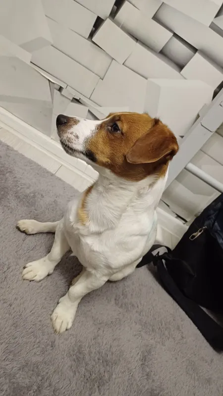 Вязка Jack Russell — Ташкент 5 Вязка Jack Russell — Ташкент 5