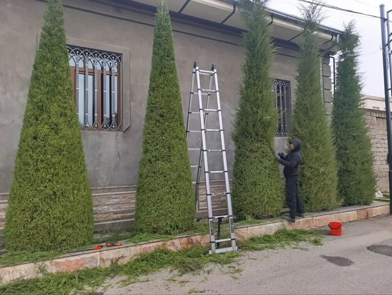 Archa kesish xizmati va gazon ekish 5 Archa kesish xizmati va gazon ekish 5