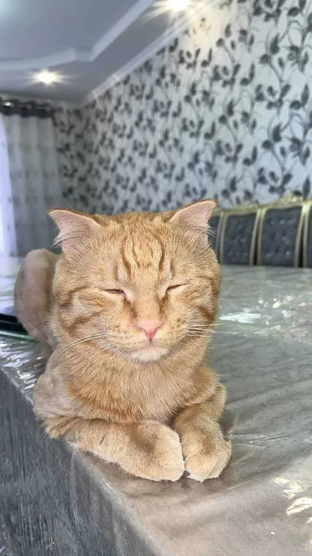 ginger tabby toza zotlik — фото 1