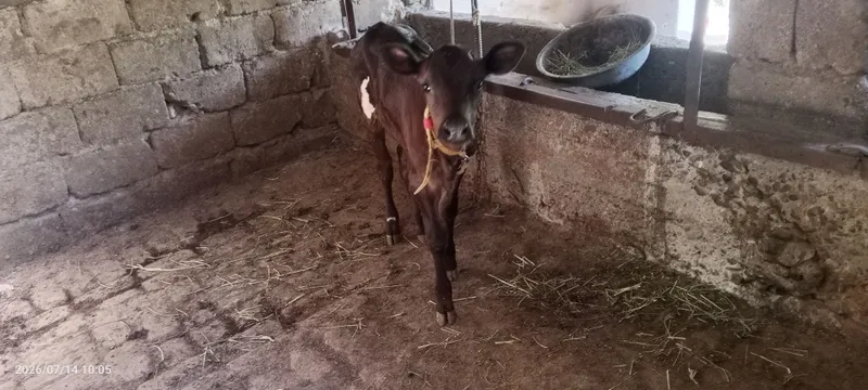 Ona bola sigir sotiladi 5 Ona bola sigir sotiladi 5