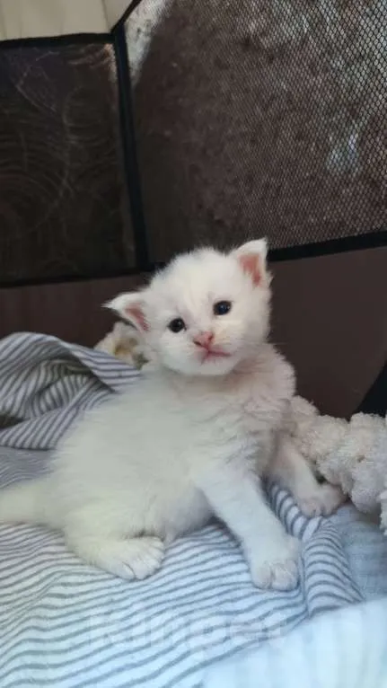 Продаются котята 2