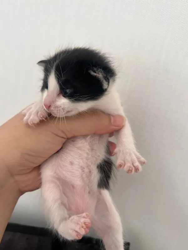 Маленькие котята 3 Маленькие котята 3