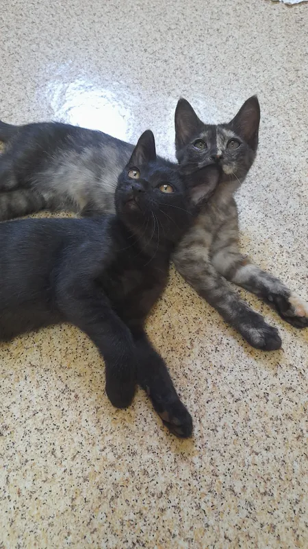 Котята, котенок в Добрые руки. 3 месяца. — фото 1