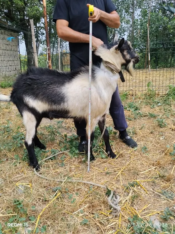 Alpin piakok taka sotiladi 1