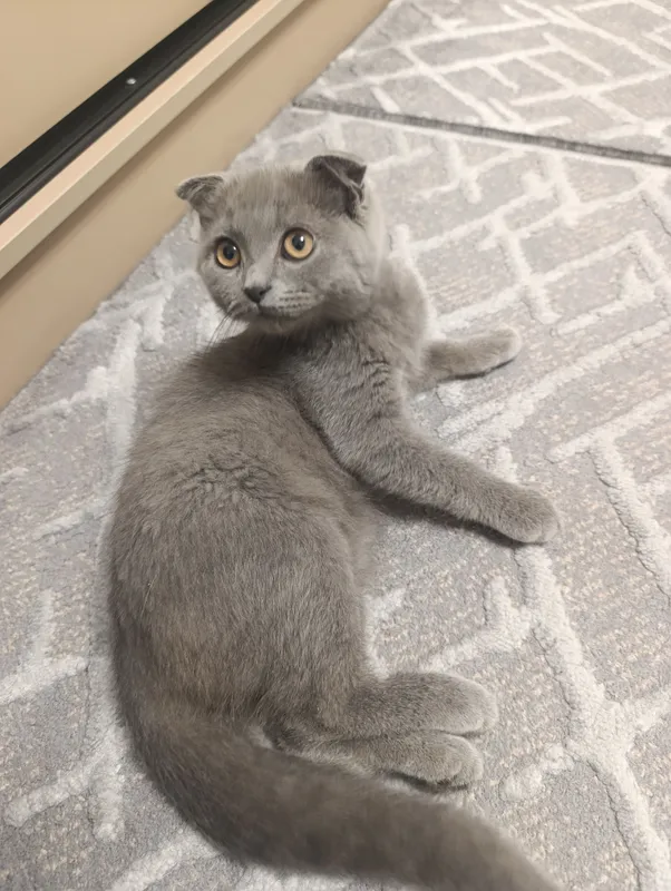 Scottish fold Og'il bola 4 oylik mushukcha 1 Scottish fold Og'il bola 4 oylik mushukcha 1