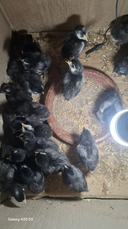 Qora shaxzoda jo'jalari sotiladi 1 kunlik dan 1oylikkacha Qora shaxzoda jo'jalari sotiladi 1 kunlik dan 1oylikkacha