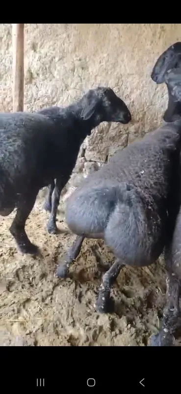Qurbonlik va aqiqaga Qoʻchqorla bor — фото 2
