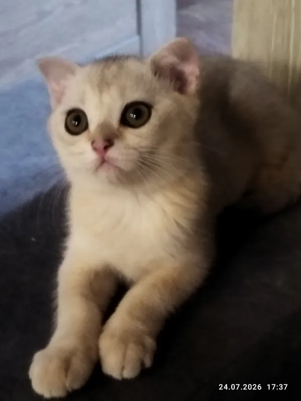 котята серебряная шиншилла 3