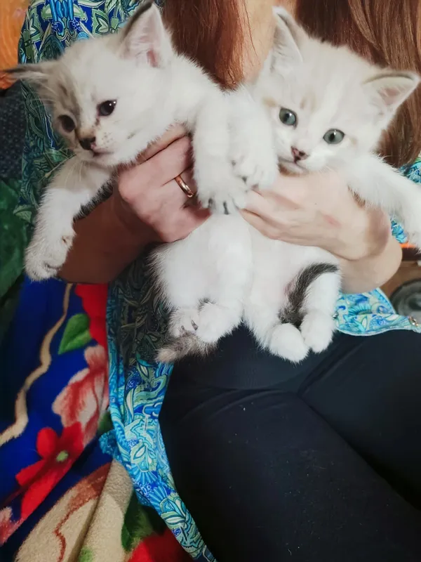 Котята в добрые руки — фото 6