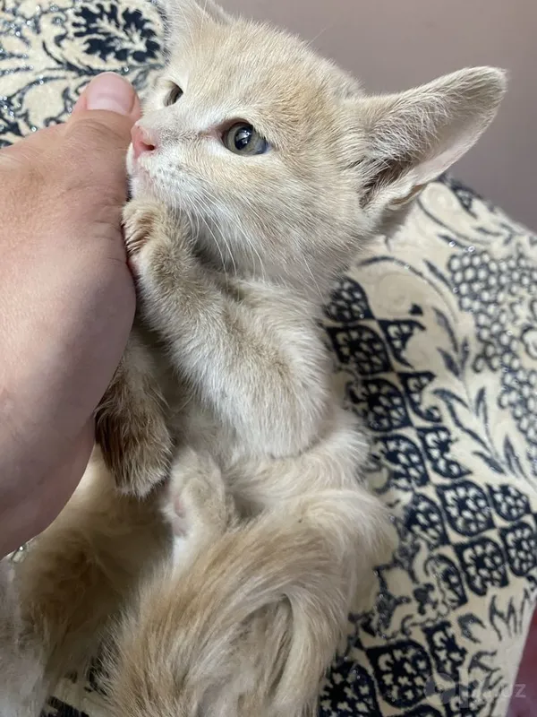 Котята в добрые руки БЕСПЛАТНО 2 Котята в добрые руки БЕСПЛАТНО 2