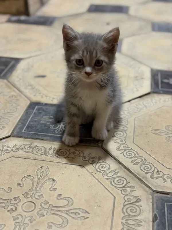 кошки 2 кошки 2