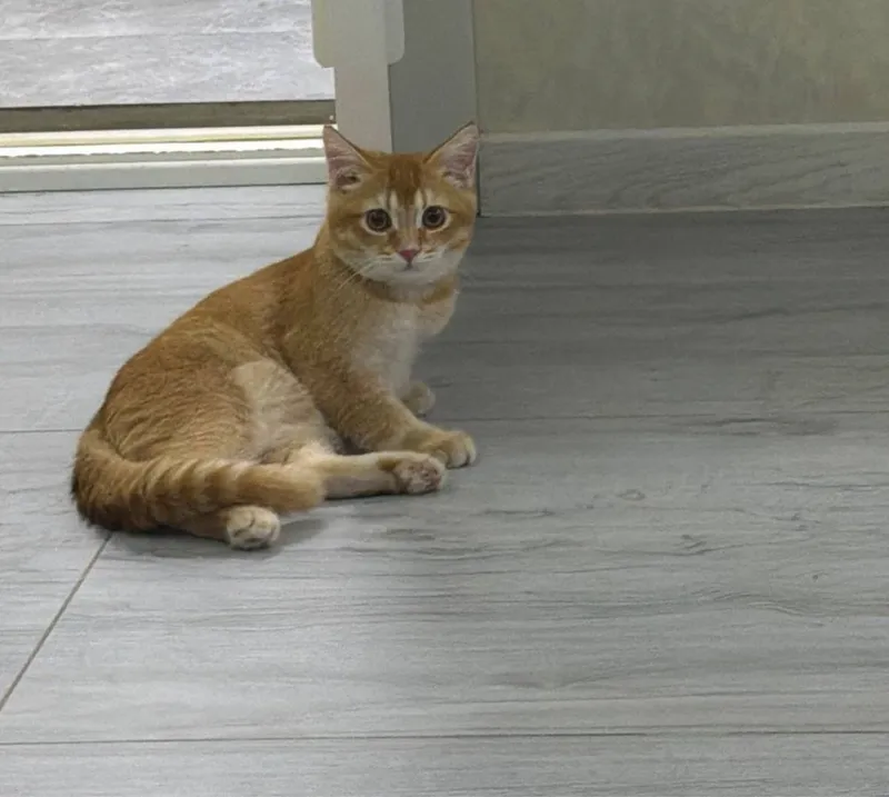 Scottish Fold 120$ Scottish Straight. 100$ 8 Scottish Fold 120$ Scottish Straight. 100$ 8