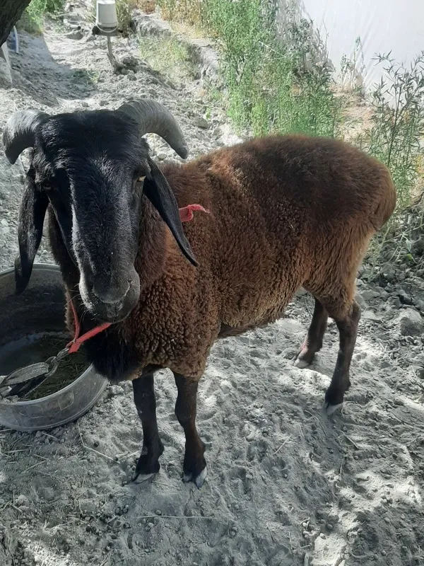 Tagal duraga uzun 3