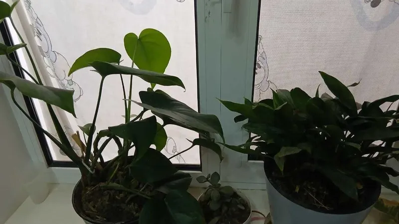 Цветы для оформления комнаты, магазинов, офисов