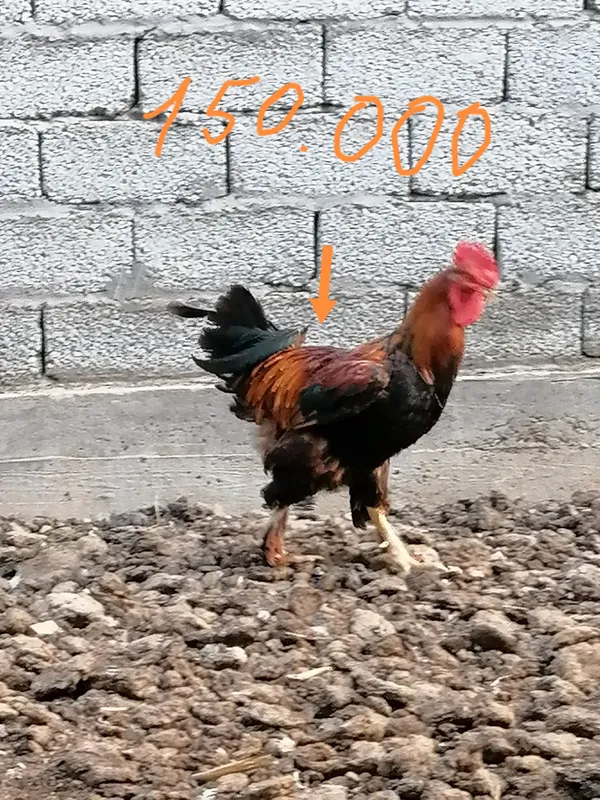 Продаются петухи, цыплята-петушки и японские перепела 2 Продаются петухи, цыплята-петушки и японские перепела 2