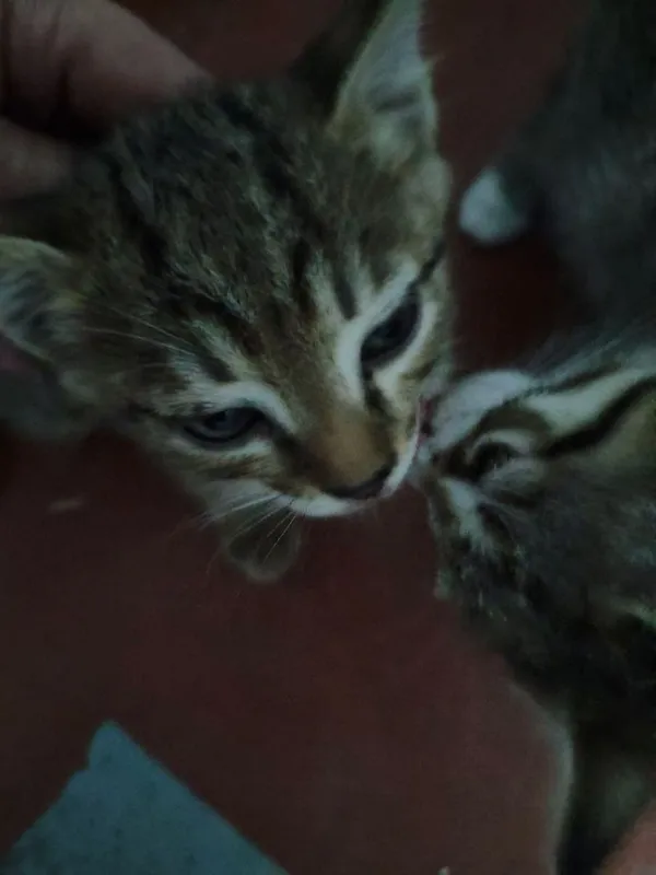 Котята 5 штук отдам в хорошие и добрые руки 2 Котята 5 штук отдам в хорошие и добрые руки 2