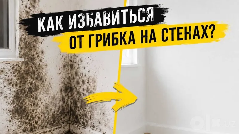 Muffasan: профессиональная защита стен от плесени и грибка 1 Muffasan: профессиональная защита стен от плесени и грибка 1