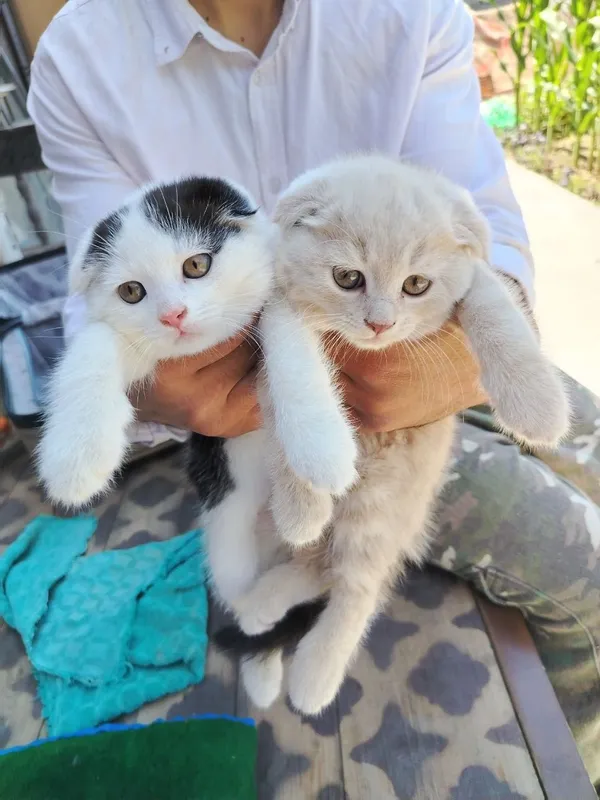 Котёнки скоттч-фолд