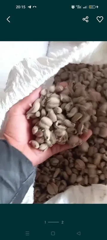 Кастор kanakunjut moykana