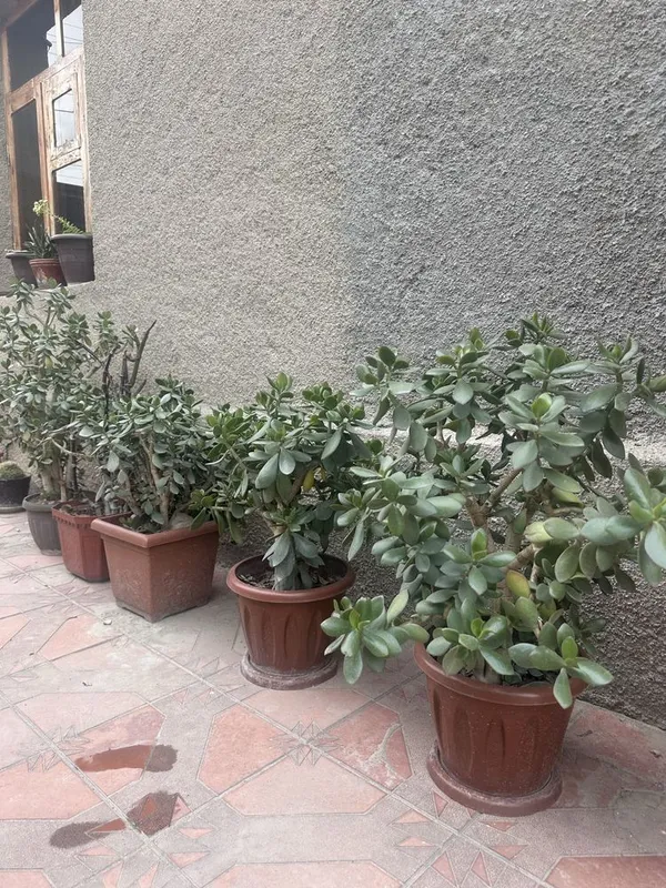 Gullar sotiladi. Arzon narxda gullar sotiladi: uy, ofis uchun, sovg‘a sifatida 6 Gullar sotiladi. Arzon narxda gullar sotiladi: uy, ofis uchun, sovg‘a sifatida 6