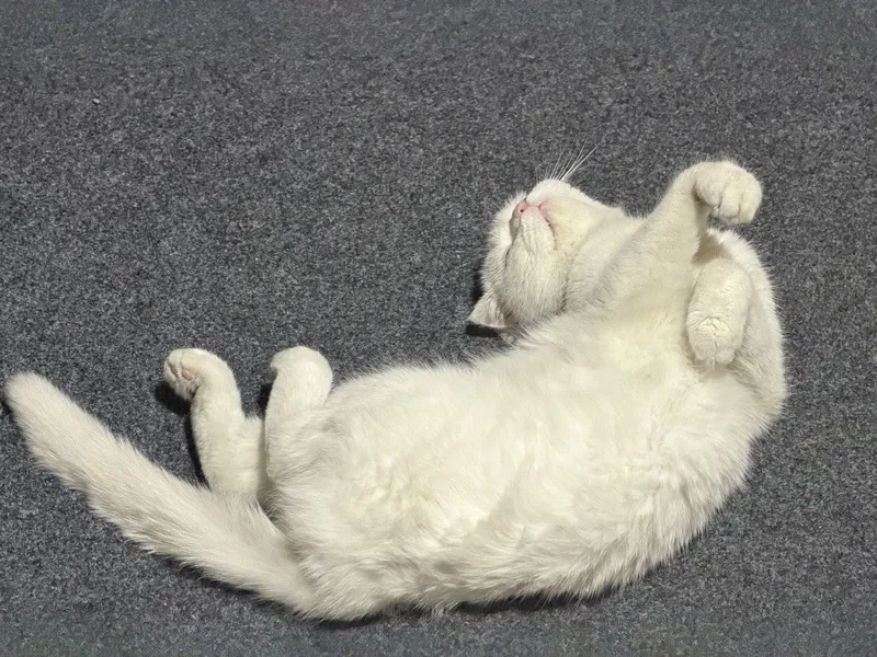 Продается кошечка и 5 котята , цена за всех — фото 2