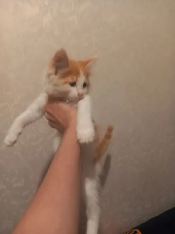 Котята в добрые руки — фото 2