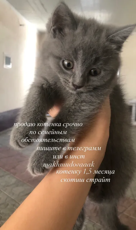 скотиш страйт котенок