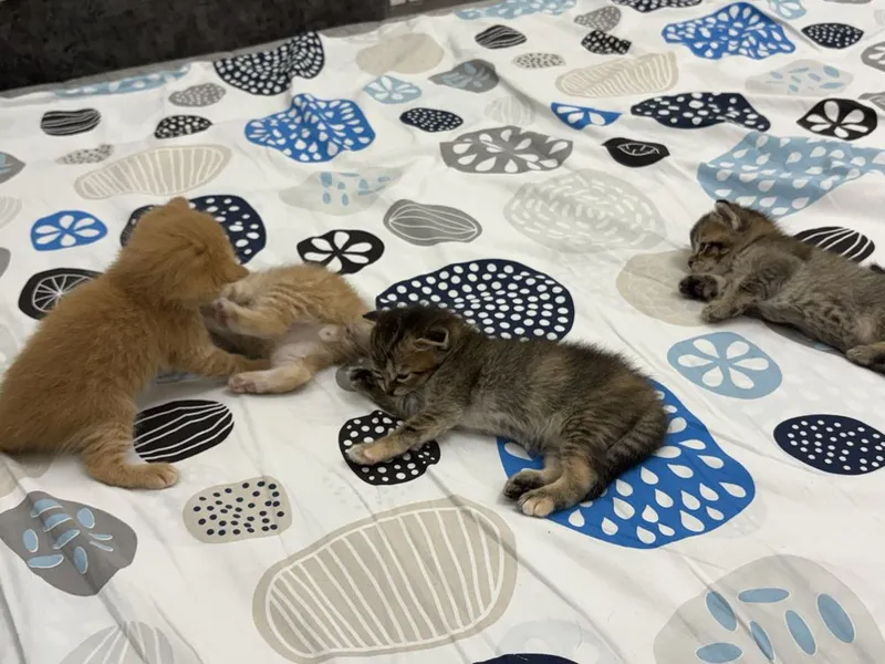 Котята 2 рыжих, 2 полосатых фолд шиншилла 7 Котята 2 рыжих, 2 полосатых фолд шиншилла 7