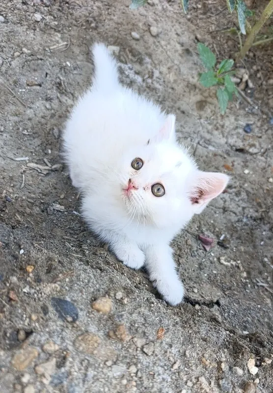 Продаются вислоухие котята! — фото 6