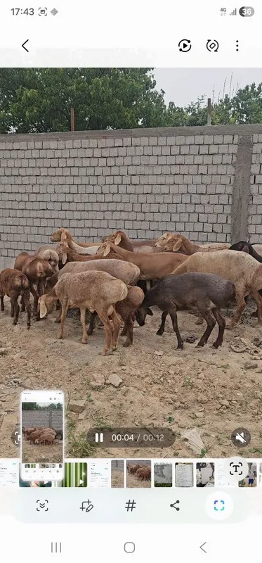 Арашан куй кузилар сотилади