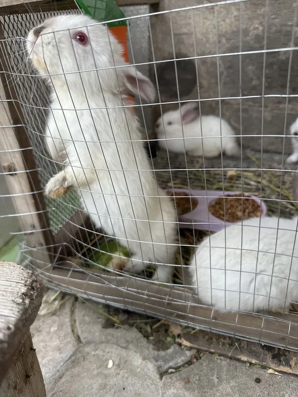 Quyon bolari zoti kaliforniya kasali yo 3 Quyon bolari zoti kaliforniya kasali yo 3