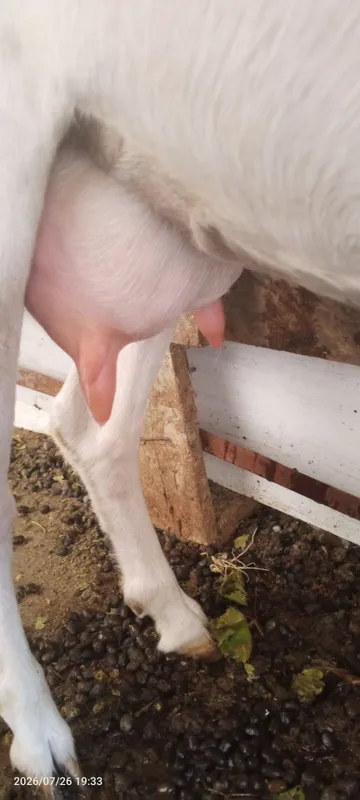 Echki bolalari sotiladi 8