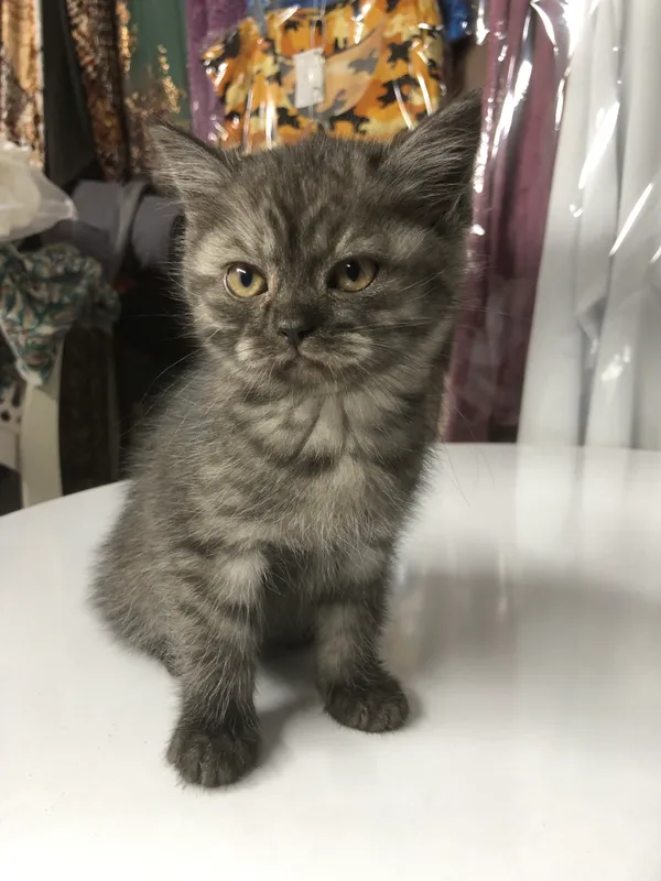 Scottish fold mushuk