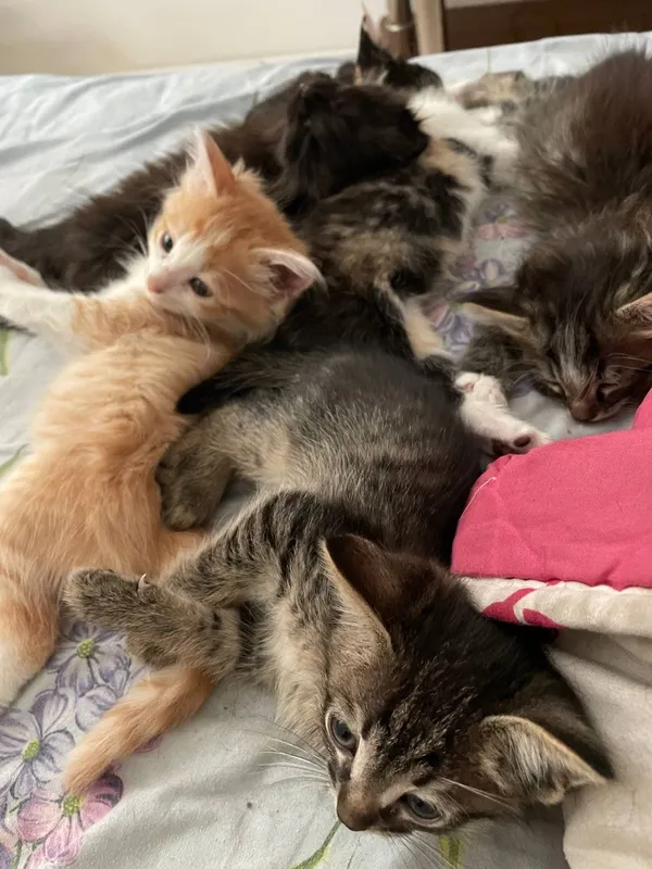 Котята в добрые руки — фото 2