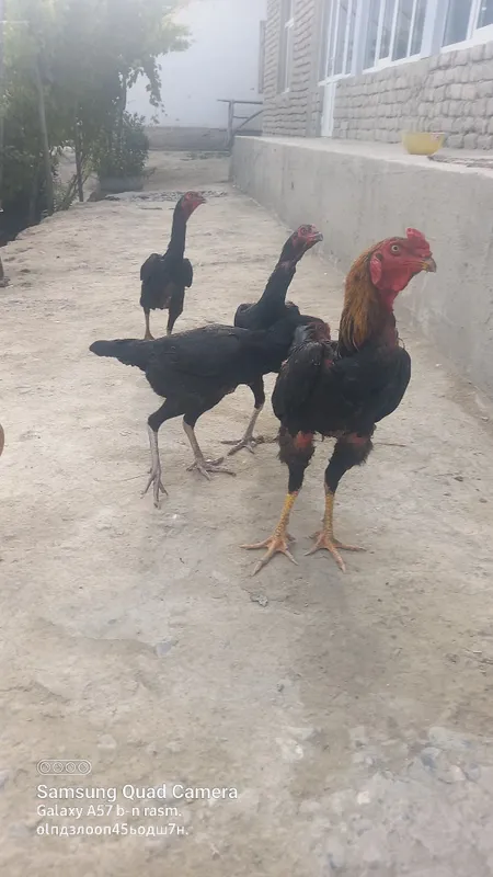 Dakanni qoni tozza paralari