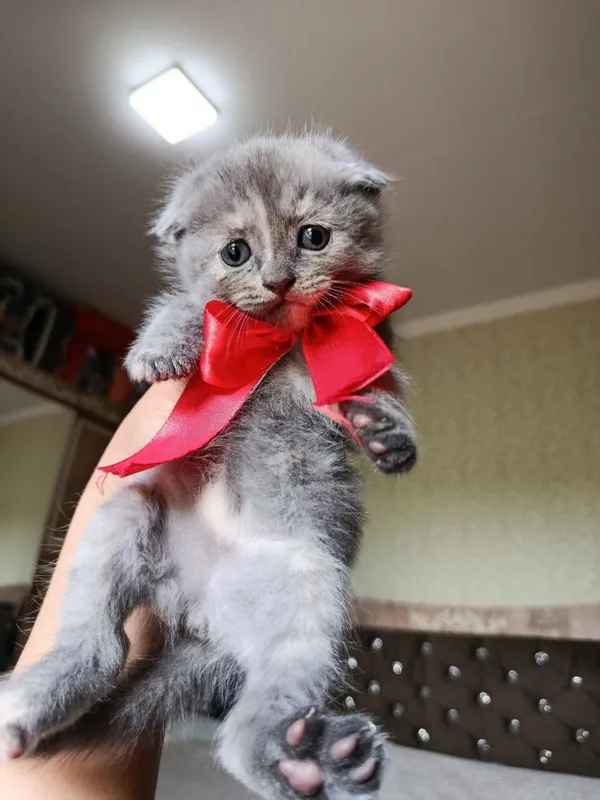 Scottish fold Scottish fold