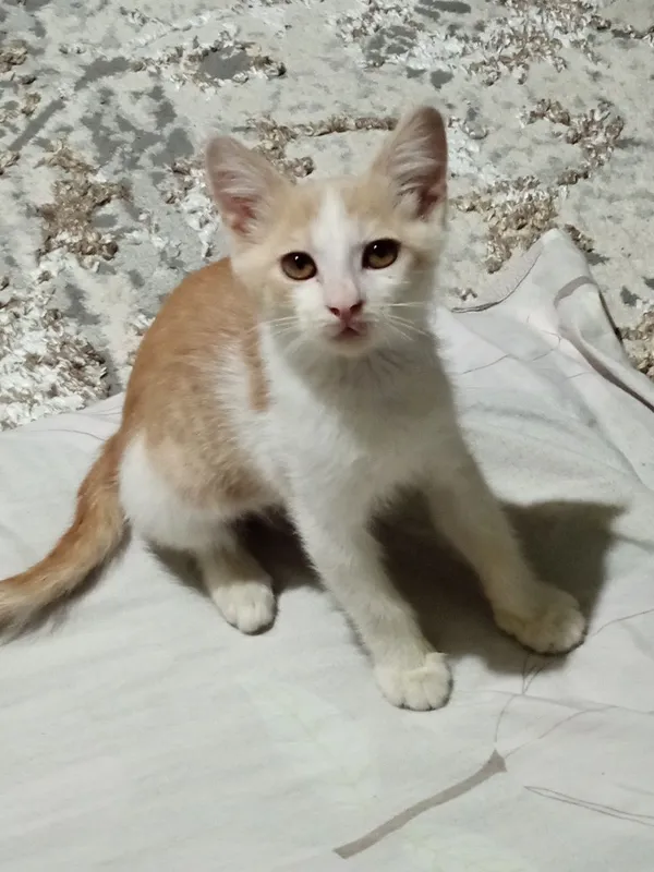 Muchukchani berib yuboramiz 4 Muchukchani berib yuboramiz 4