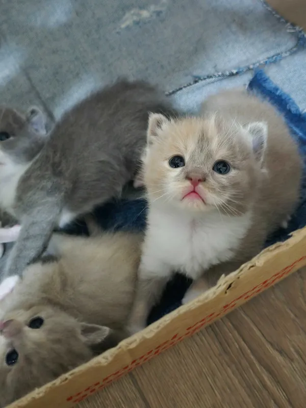 Продаётся породистые котята — фото 5