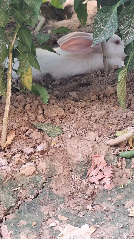 Quyon sotiladi zotdor quyon katta bb ketadi — фото 2