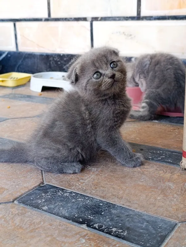 Mushukchalar sotiladi, Scottish Strayt va Scottish fold 2 Mushukchalar sotiladi, Scottish Strayt va Scottish fold 2