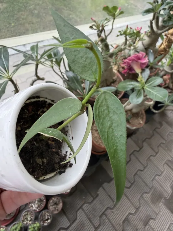 Hoya polyneura 'Vietnam' два черенка — фото 1