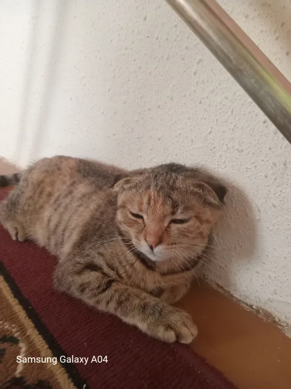 котёнок Scottish Fold, девочка, 3,5 месяца 4 котёнок Scottish Fold, девочка, 3,5 месяца 4