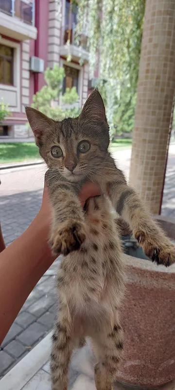 Отдам даром спокойного котёнка 1