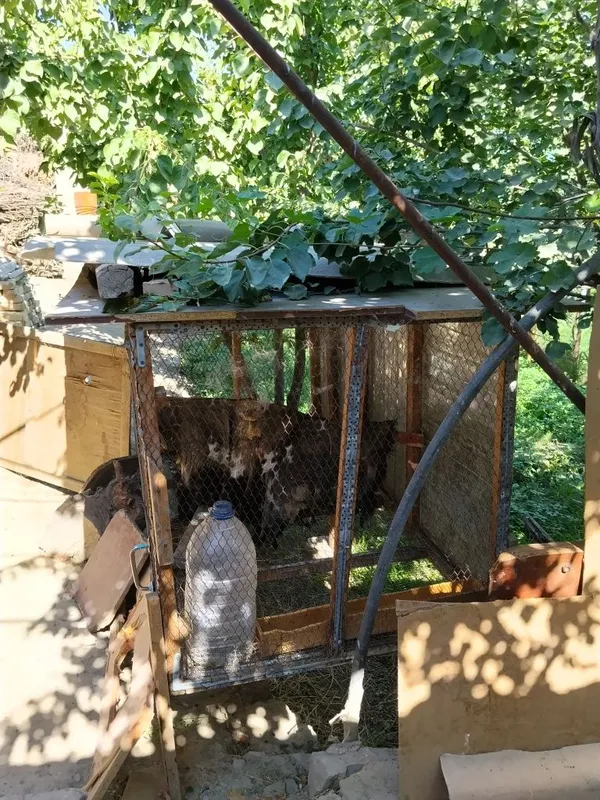 Tovuq katak va muzlatgich sotilari 2 Tovuq katak va muzlatgich sotilari 2