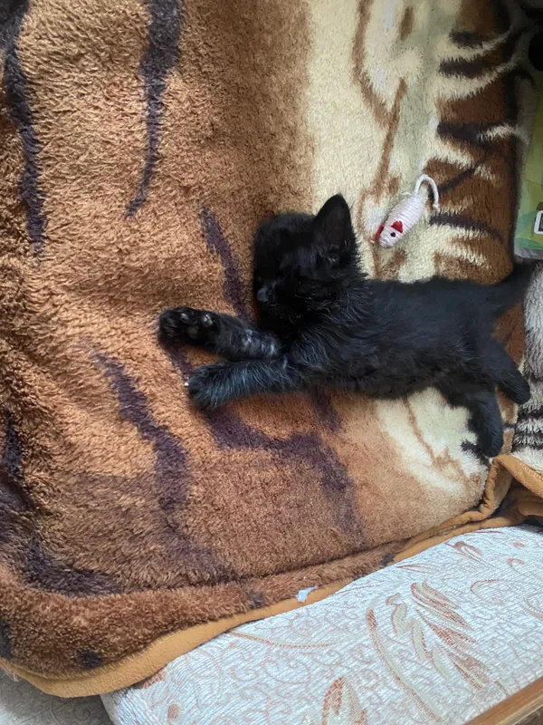 Бесплатно котенок в добрые руки 2 Бесплатно котенок в добрые руки 2