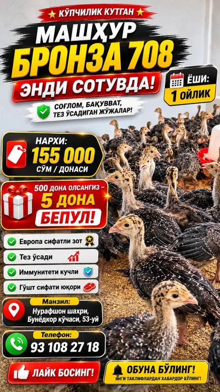 Курка Жужалари Сотувда 30 Кунлиги 1 Курка Жужалари Сотувда 30 Кунлиги 1