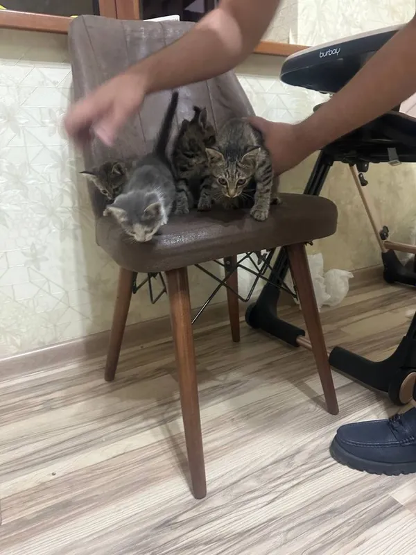 Котята в подарок 1 Котята в подарок 1