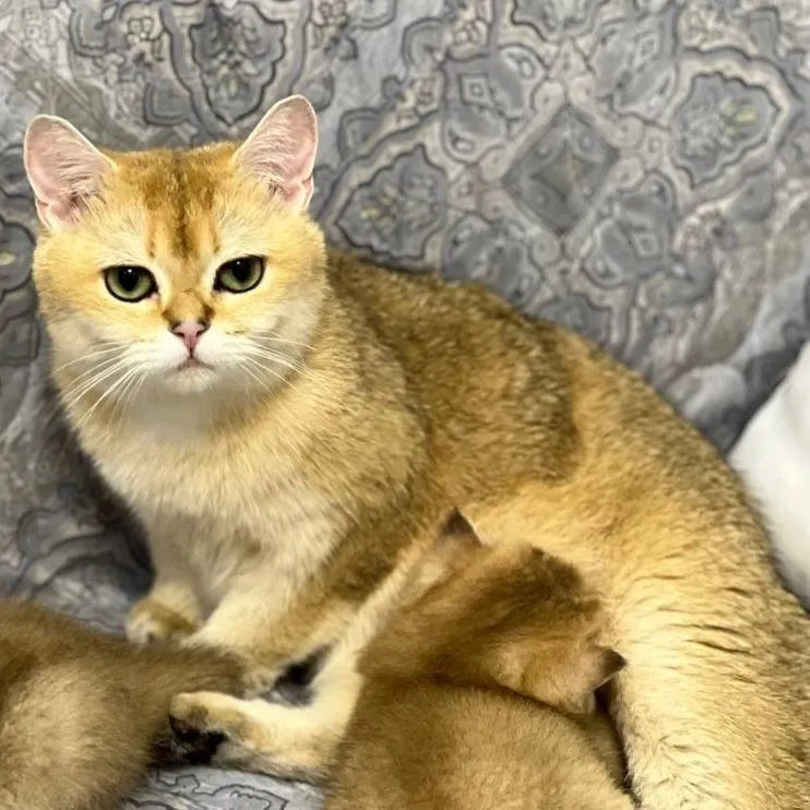 Продаются шикарные котята скотишстрайт,шиншилла. — фото 3